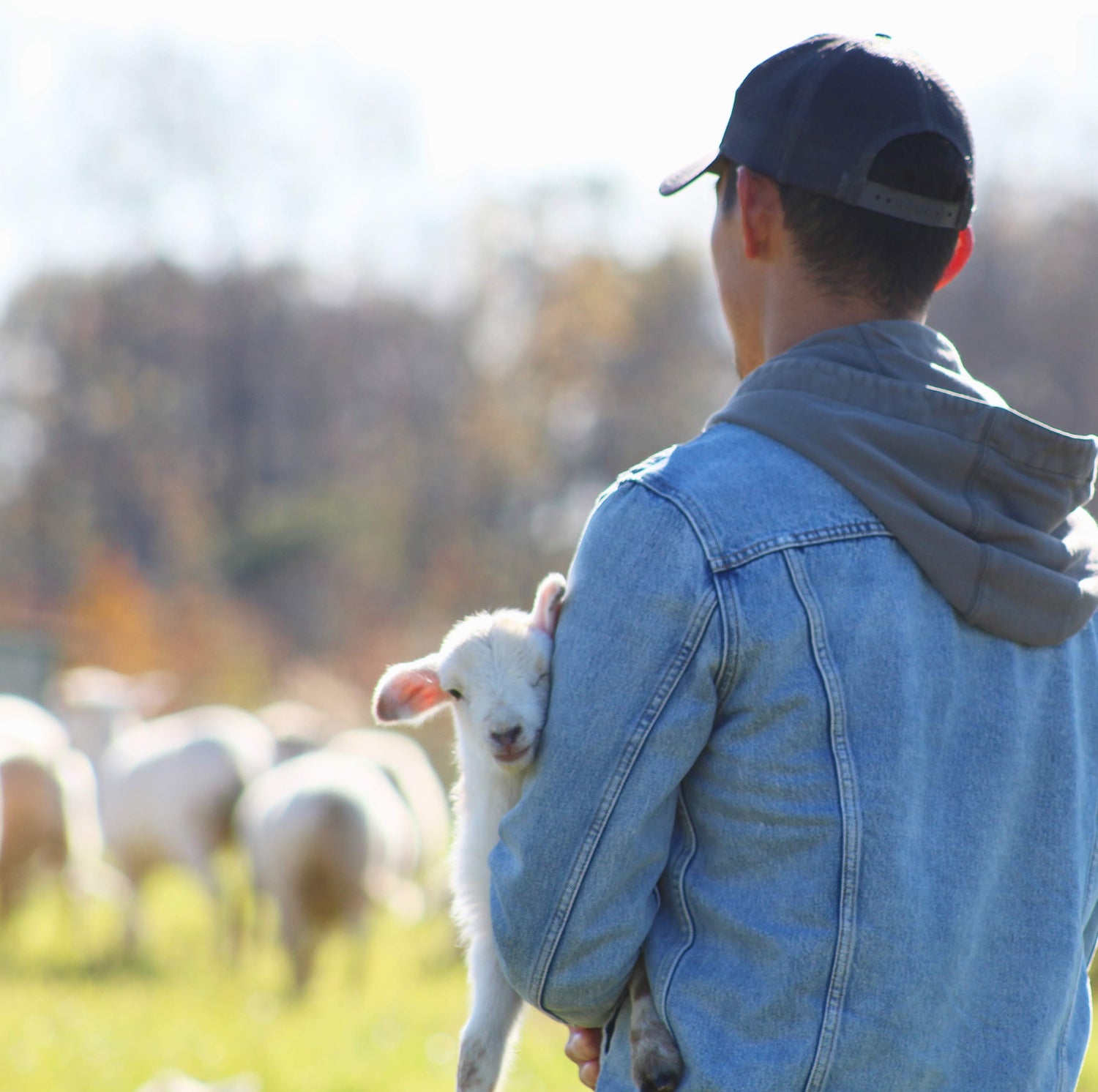 Edlin Choi holding a lamb out in the field while moving a flock of sheep
